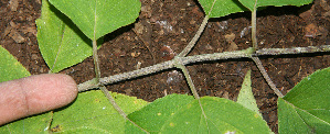  (Perymenium - BioBot00543)  @11 [ ] CreativeCommons - Attribution Non-Commercial Share-Alike (2010) Daniel H. Janzen Guanacaste Dry Forest Conservation Fund