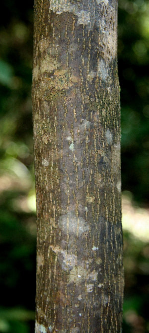  (Zapoteca mollis - BioBot00544)  @11 [ ] CreativeCommons - Attribution Non-Commercial Share-Alike (2010) Daniel H. Janzen Guanacaste Dry Forest Conservation Fund