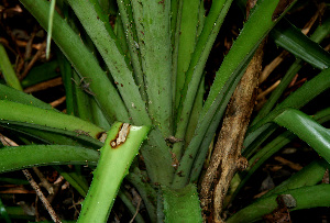  ( - BioBot00556)  @11 [ ] CreativeCommons - Attribution Non-Commercial Share-Alike (2010) Daniel H. Janzen Guanacaste Dry Forest Conservation Fund