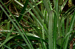  ( - BioBot00556)  @11 [ ] CreativeCommons - Attribution Non-Commercial Share-Alike (2010) Daniel H. Janzen Guanacaste Dry Forest Conservation Fund