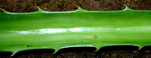  ( - BioBot00556)  @11 [ ] CreativeCommons - Attribution Non-Commercial Share-Alike (2010) Daniel H. Janzen Guanacaste Dry Forest Conservation Fund