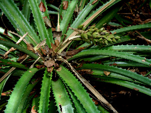  ( - BioBot00557)  @11 [ ] CreativeCommons - Attribution Non-Commercial Share-Alike (2010) Daniel H. Janzen Guanacaste Dry Forest Conservation Fund
