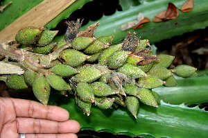  ( - BioBot00557)  @11 [ ] CreativeCommons - Attribution Non-Commercial Share-Alike (2010) Daniel H. Janzen Guanacaste Dry Forest Conservation Fund
