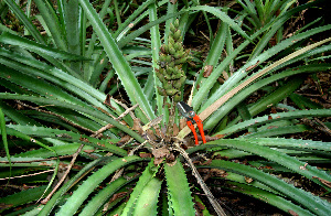  ( - BioBot00557)  @11 [ ] CreativeCommons - Attribution Non-Commercial Share-Alike (2010) Daniel H. Janzen Guanacaste Dry Forest Conservation Fund
