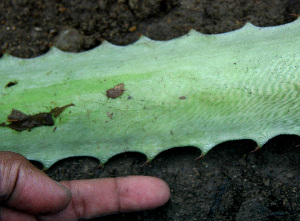  ( - BioBot00557)  @11 [ ] CreativeCommons - Attribution Non-Commercial Share-Alike (2010) Daniel H. Janzen Guanacaste Dry Forest Conservation Fund