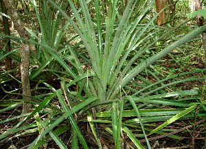  ( - BioBot00558)  @11 [ ] CreativeCommons - Attribution Non-Commercial Share-Alike (2010) Daniel H. Janzen Guanacaste Dry Forest Conservation Fund