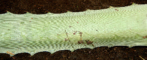  ( - BioBot00558)  @11 [ ] CreativeCommons - Attribution Non-Commercial Share-Alike (2010) Daniel H. Janzen Guanacaste Dry Forest Conservation Fund