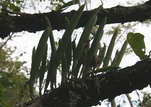  ( - BioBot00573)  @11 [ ] CreativeCommons - Attribution Non-Commercial Share-Alike (2010) Daniel H. Janzen Guanacaste Dry Forest Conservation Fund