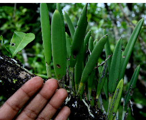  ( - BioBot00573)  @11 [ ] CreativeCommons - Attribution Non-Commercial Share-Alike (2010) Daniel H. Janzen Guanacaste Dry Forest Conservation Fund