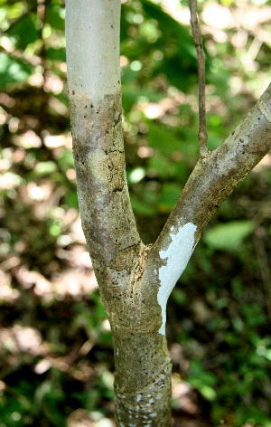  (Lippia oxyphyllaria - BioBot00583)  @11 [ ] CreativeCommons - Attribution Non-Commercial Share-Alike (2010) Daniel H. Janzen Guanacaste Dry Forest Conservation Fund