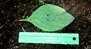  ( - BioBot00583)  @11 [ ] CreativeCommons - Attribution Non-Commercial Share-Alike (2010) Daniel H. Janzen Guanacaste Dry Forest Conservation Fund