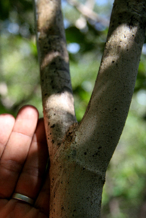  ( - BioBot00584)  @11 [ ] CreativeCommons - Attribution Non-Commercial Share-Alike (2010) Daniel H. Janzen Guanacaste Dry Forest Conservation Fund