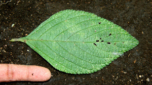  ( - BioBot00584)  @11 [ ] CreativeCommons - Attribution Non-Commercial Share-Alike (2010) Daniel H. Janzen Guanacaste Dry Forest Conservation Fund