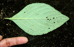  ( - BioBot00584)  @11 [ ] CreativeCommons - Attribution Non-Commercial Share-Alike (2010) Daniel H. Janzen Guanacaste Dry Forest Conservation Fund