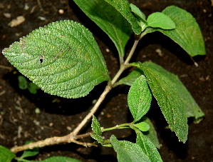  ( - BioBot00584)  @11 [ ] CreativeCommons - Attribution Non-Commercial Share-Alike (2010) Daniel H. Janzen Guanacaste Dry Forest Conservation Fund