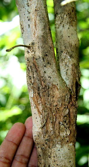  ( - BioBot00585)  @11 [ ] CreativeCommons - Attribution Non-Commercial Share-Alike (2010) Daniel H. Janzen Guanacaste Dry Forest Conservation Fund