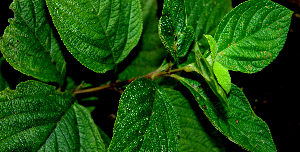  ( - BioBot00585)  @11 [ ] CreativeCommons - Attribution Non-Commercial Share-Alike (2010) Daniel H. Janzen Guanacaste Dry Forest Conservation Fund