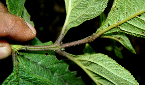  ( - BioBot00585)  @11 [ ] CreativeCommons - Attribution Non-Commercial Share-Alike (2010) Daniel H. Janzen Guanacaste Dry Forest Conservation Fund