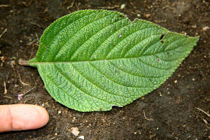  ( - BioBot00585)  @11 [ ] CreativeCommons - Attribution Non-Commercial Share-Alike (2010) Daniel H. Janzen Guanacaste Dry Forest Conservation Fund