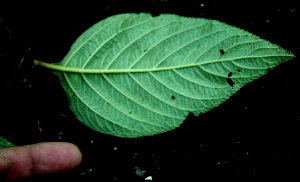  ( - BioBot00585)  @11 [ ] CreativeCommons - Attribution Non-Commercial Share-Alike (2010) Daniel H. Janzen Guanacaste Dry Forest Conservation Fund