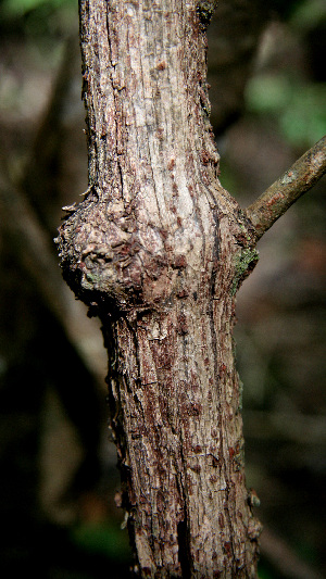  ( - BioBot00589)  @11 [ ] CreativeCommons - Attribution Non-Commercial Share-Alike (2010) Daniel H. Janzen Guanacaste Dry Forest Conservation Fund