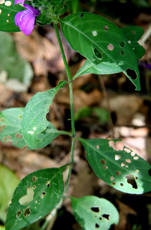  ( - BioBot00596)  @11 [ ] CreativeCommons - Attribution Non-Commercial Share-Alike (2010) Daniel H. Janzen Guanacaste Dry Forest Conservation Fund