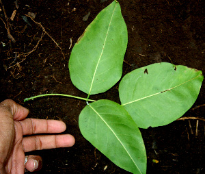 (Platymiscium parviflorum - BioBot00600)  @11 [ ] CreativeCommons - Attribution Non-Commercial Share-Alike (2010) Daniel H. Janzen Guanacaste Dry Forest Conservation Fund
