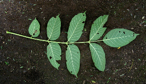  ( - BioBot00604)  @11 [ ] CreativeCommons - Attribution Non-Commercial Share-Alike (2010) Daniel H. Janzen Guanacaste Dry Forest Conservation Fund