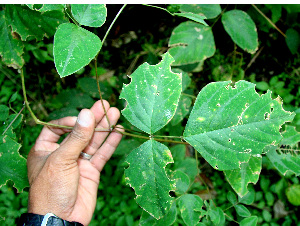  (Desmodium purpusii - BioBot00609)  @11 [ ] CreativeCommons - Attribution Non-Commercial Share-Alike (2010) Daniel H. Janzen Guanacaste Dry Forest Conservation Fund