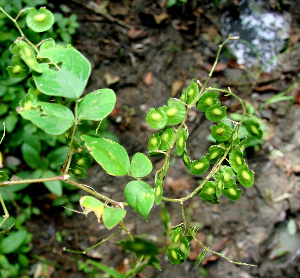  ( - BioBot00609)  @11 [ ] CreativeCommons - Attribution Non-Commercial Share-Alike (2010) Daniel H. Janzen Guanacaste Dry Forest Conservation Fund