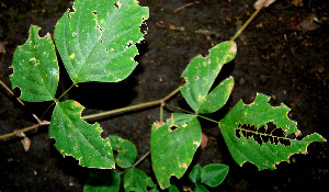  ( - BioBot00609)  @11 [ ] CreativeCommons - Attribution Non-Commercial Share-Alike (2010) Daniel H. Janzen Guanacaste Dry Forest Conservation Fund