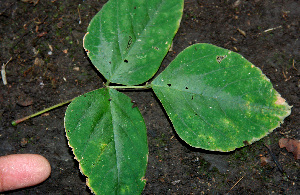  ( - BioBot00609)  @11 [ ] CreativeCommons - Attribution Non-Commercial Share-Alike (2010) Daniel H. Janzen Guanacaste Dry Forest Conservation Fund