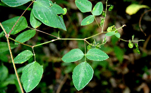  ( - BioBot00610)  @11 [ ] CreativeCommons - Attribution Non-Commercial Share-Alike (2010) Daniel H. Janzen Guanacaste Dry Forest Conservation Fund