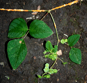  ( - BioBot00610)  @11 [ ] CreativeCommons - Attribution Non-Commercial Share-Alike (2010) Daniel H. Janzen Guanacaste Dry Forest Conservation Fund