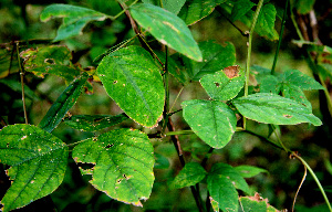  ( - BioBot00611)  @11 [ ] CreativeCommons - Attribution Non-Commercial Share-Alike (2010) Daniel H. Janzen Guanacaste Dry Forest Conservation Fund