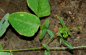  ( - BioBot00611)  @11 [ ] CreativeCommons - Attribution Non-Commercial Share-Alike (2010) Daniel H. Janzen Guanacaste Dry Forest Conservation Fund