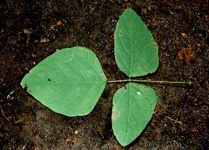  ( - BioBot00611)  @11 [ ] CreativeCommons - Attribution Non-Commercial Share-Alike (2010) Daniel H. Janzen Guanacaste Dry Forest Conservation Fund