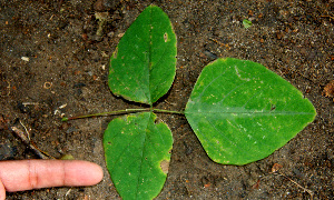  ( - BioBot00611)  @11 [ ] CreativeCommons - Attribution Non-Commercial Share-Alike (2010) Daniel H. Janzen Guanacaste Dry Forest Conservation Fund