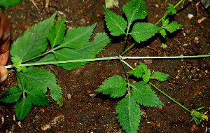  ( - BioBot00616)  @11 [ ] CreativeCommons - Attribution Non-Commercial Share-Alike (2010) Daniel H. Janzen Guanacaste Dry Forest Conservation Fund