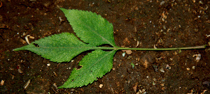  ( - BioBot00616)  @11 [ ] CreativeCommons - Attribution Non-Commercial Share-Alike (2010) Daniel H. Janzen Guanacaste Dry Forest Conservation Fund