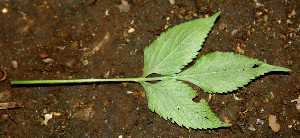  ( - BioBot00616)  @11 [ ] CreativeCommons - Attribution Non-Commercial Share-Alike (2010) Daniel H. Janzen Guanacaste Dry Forest Conservation Fund