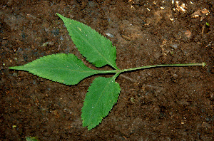  ( - BioBot00617)  @11 [ ] CreativeCommons - Attribution Non-Commercial Share-Alike (2010) Daniel H. Janzen Guanacaste Dry Forest Conservation Fund