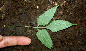  ( - BioBot00617)  @11 [ ] CreativeCommons - Attribution Non-Commercial Share-Alike (2010) Daniel H. Janzen Guanacaste Dry Forest Conservation Fund