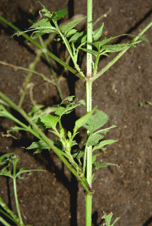  ( - BioBot00618)  @11 [ ] CreativeCommons - Attribution Non-Commercial Share-Alike (2010) Daniel H. Janzen Guanacaste Dry Forest Conservation Fund