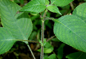  ( - BioBot00620)  @11 [ ] CreativeCommons - Attribution Non-Commercial Share-Alike (2010) Daniel H. Janzen Guanacaste Dry Forest Conservation Fund