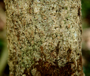  ( - BioBot00625)  @11 [ ] CreativeCommons - Attribution Non-Commercial Share-Alike (2010) Daniel H. Janzen Guanacaste Dry Forest Conservation Fund