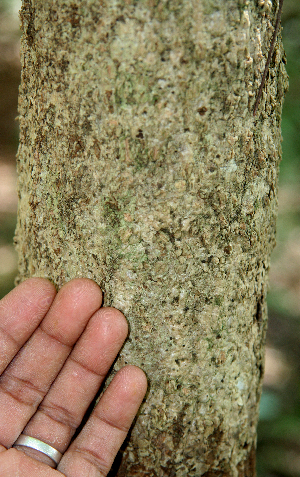  ( - BioBot00625)  @11 [ ] CreativeCommons - Attribution Non-Commercial Share-Alike (2010) Daniel H. Janzen Guanacaste Dry Forest Conservation Fund