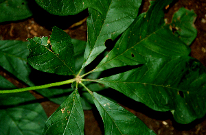  ( - BioBot00625)  @11 [ ] CreativeCommons - Attribution Non-Commercial Share-Alike (2010) Daniel H. Janzen Guanacaste Dry Forest Conservation Fund