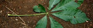  ( - BioBot00625)  @11 [ ] CreativeCommons - Attribution Non-Commercial Share-Alike (2010) Daniel H. Janzen Guanacaste Dry Forest Conservation Fund