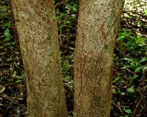  ( - BioBot00626)  @11 [ ] CreativeCommons - Attribution Non-Commercial Share-Alike (2010) Daniel H. Janzen Guanacaste Dry Forest Conservation Fund